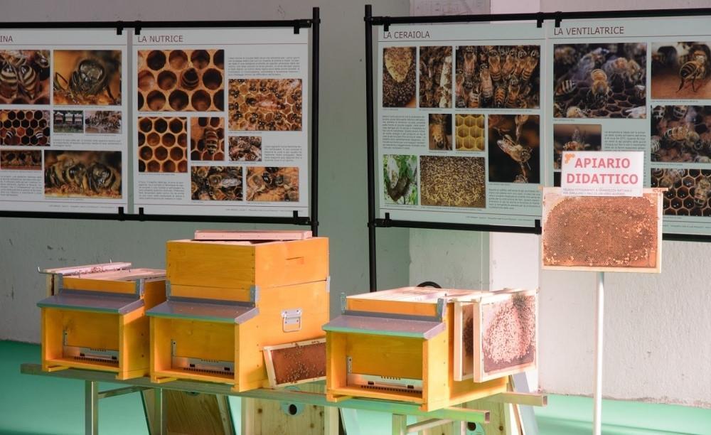 apicoltura.com kit fotografico telaini per arnia didattica 22 schede - foto 4