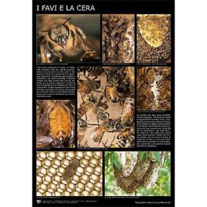 Poster fotografico "i favi e la cera" cm. 60x90