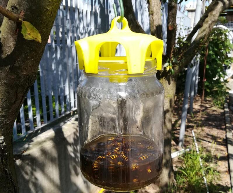 Trappola per vespe in uso su albero con insetti intrappolati
